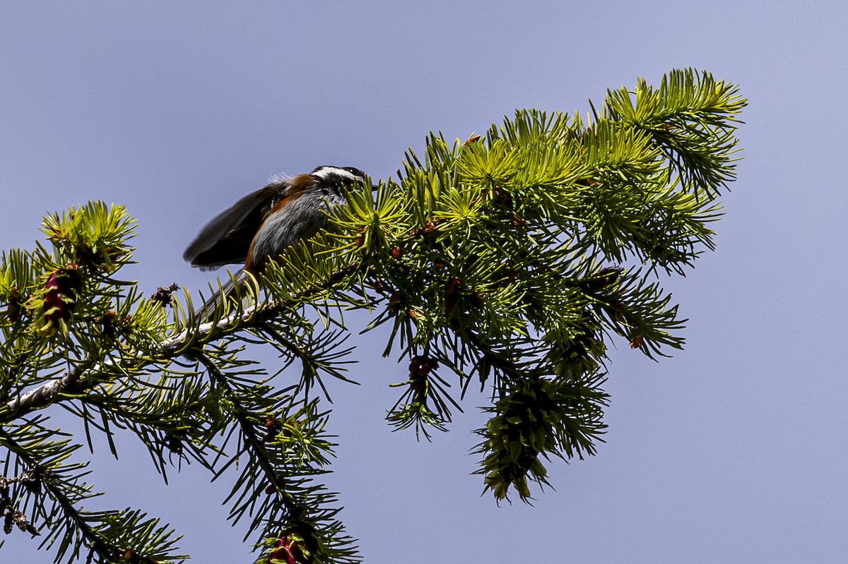 Mésange à dos marron - ML620668760