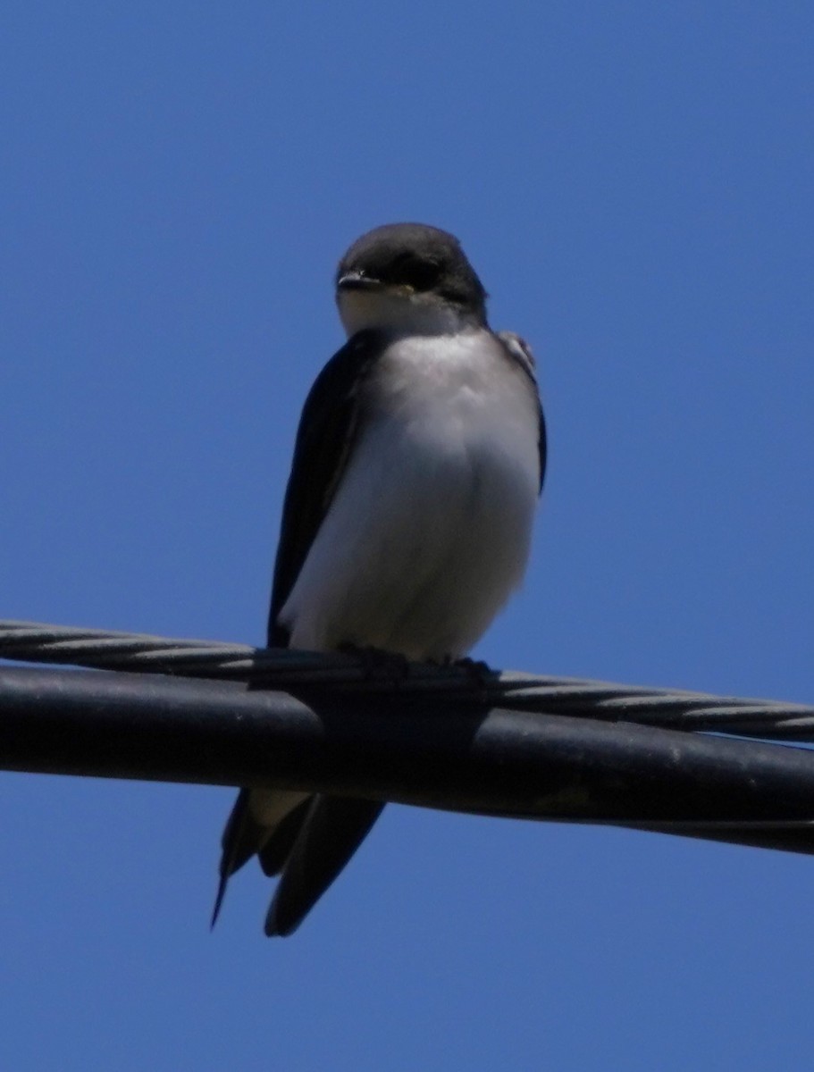 Golondrina Bicolor - ML620668761