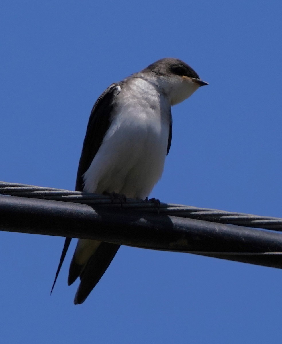 Golondrina Bicolor - ML620668762