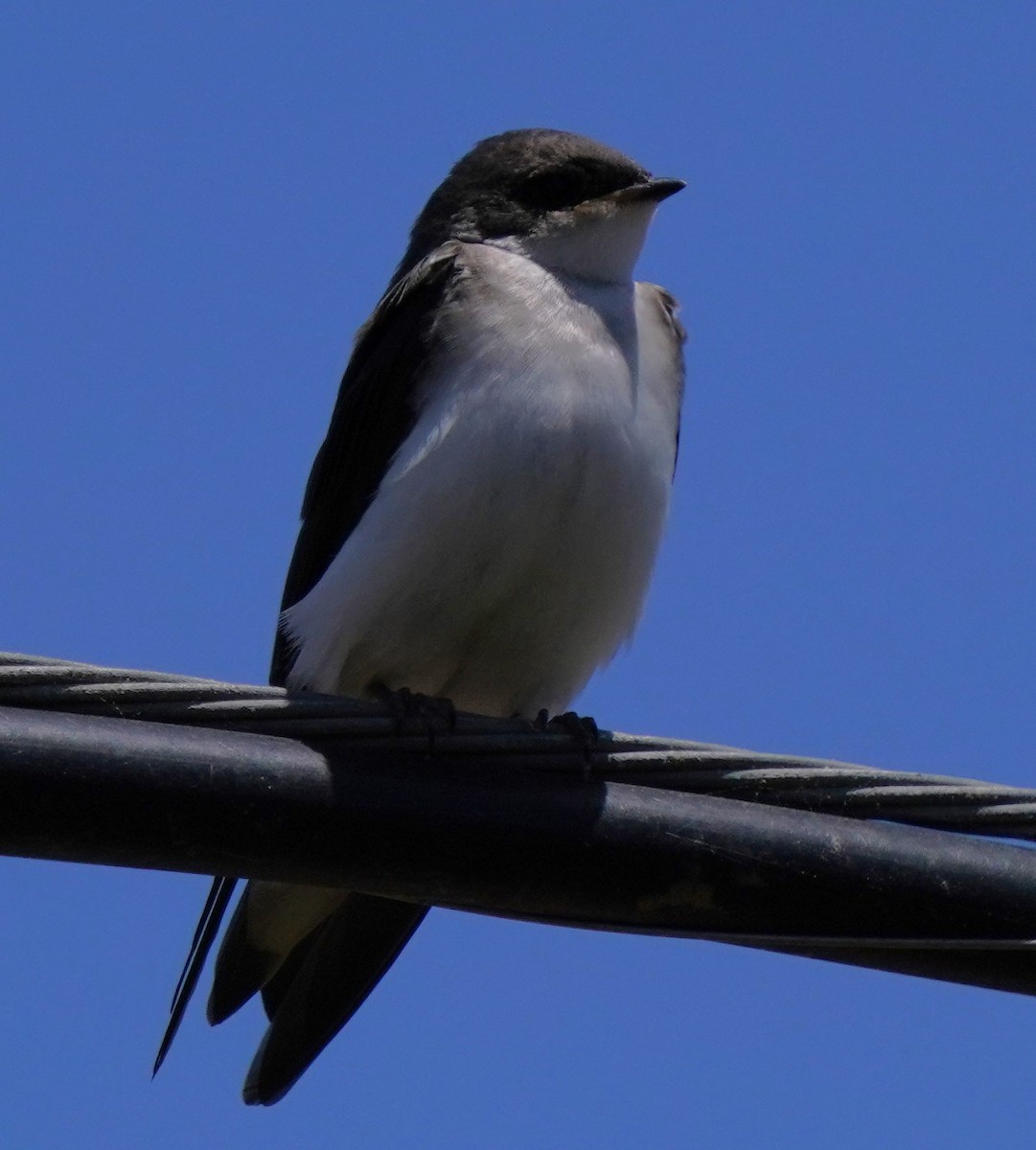 Tree Swallow - ML620668763