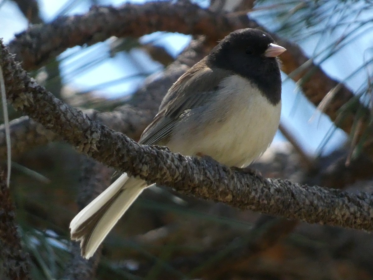 Junco Ojioscuro (grupo oreganus) - ML620668764