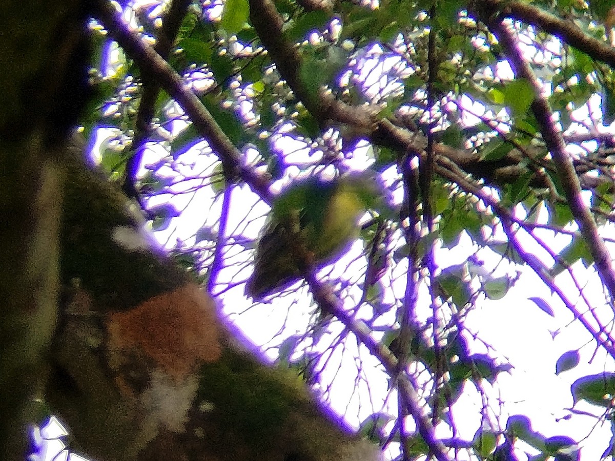 Little Green-Pigeon - ML620668765