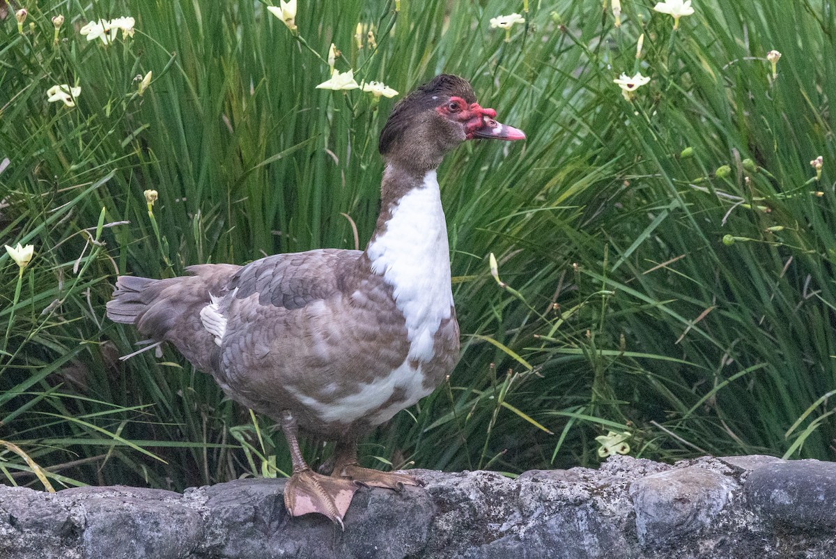 Muscovy Duck (Domestic type) - ML620668767