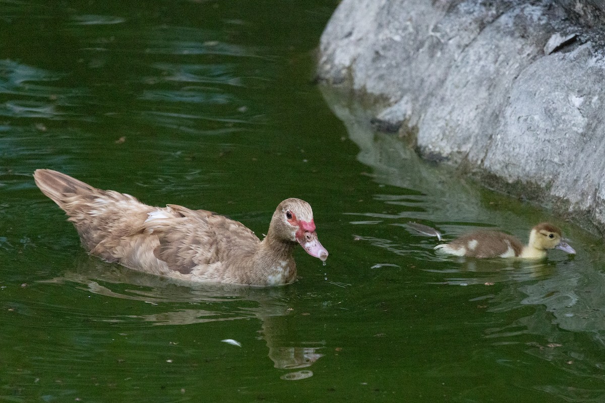 Muscovy Duck (Domestic type) - Lutz Duerselen