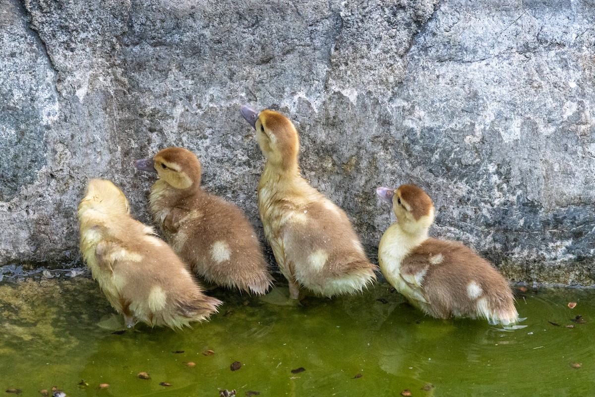 Muscovy Duck (Domestic type) - ML620668769