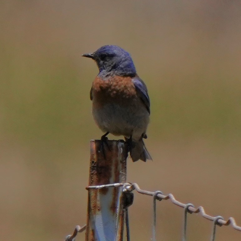 Western Bluebird - ML620668770