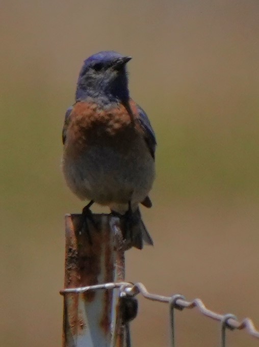 Western Bluebird - ML620668771