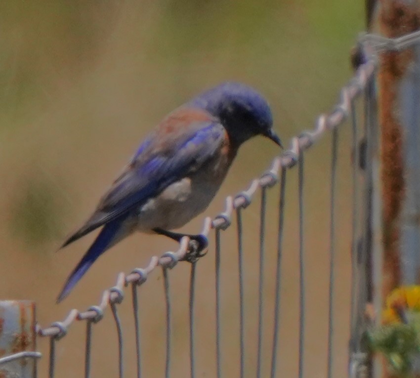 Western Bluebird - ML620668772