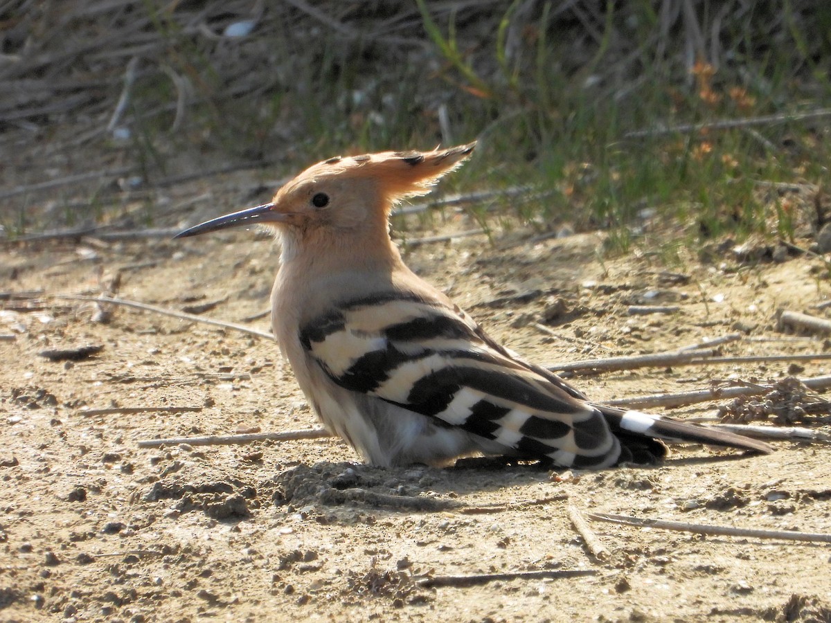 Eurasian Hoopoe - ML620668773