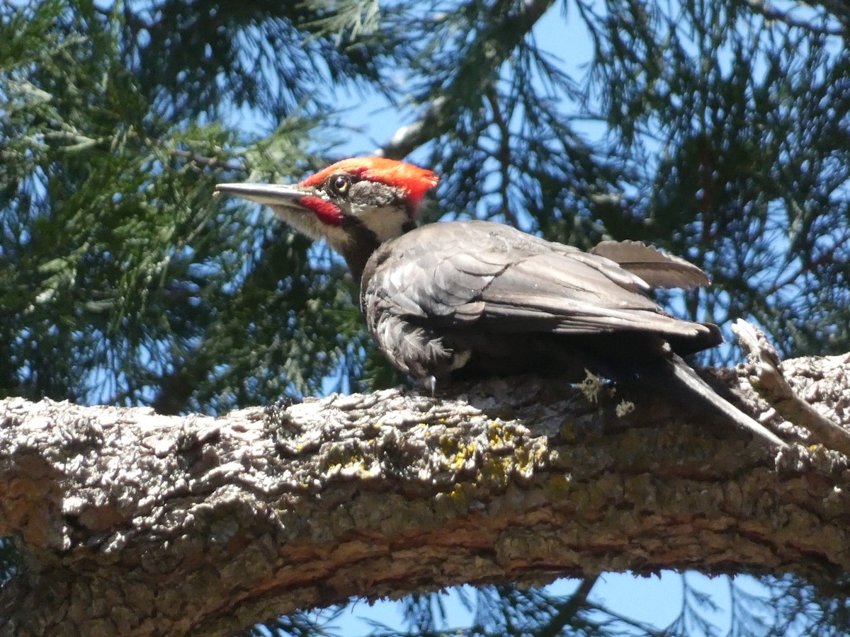 Pileated Woodpecker - ML620668774