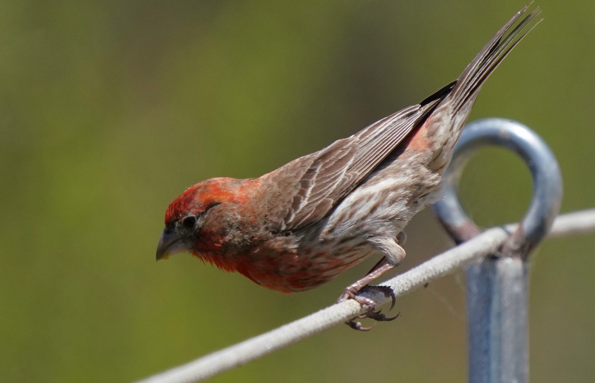 House Finch - ML620668779