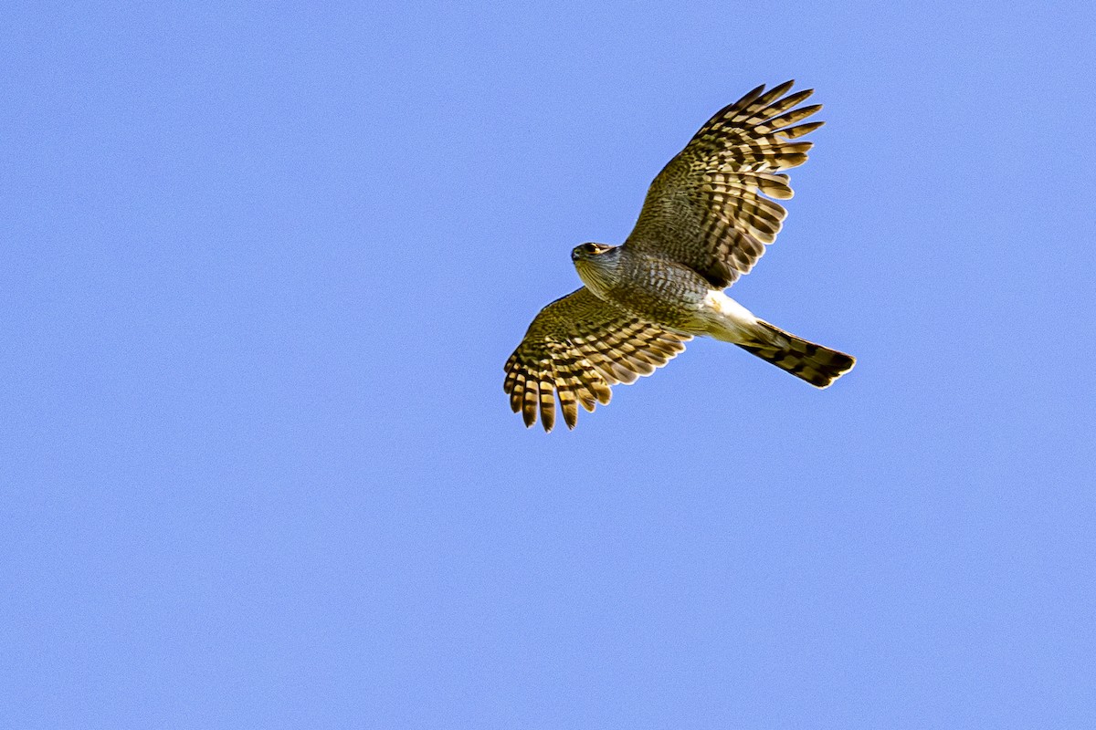 Sharp-shinned Hawk - ML620668782