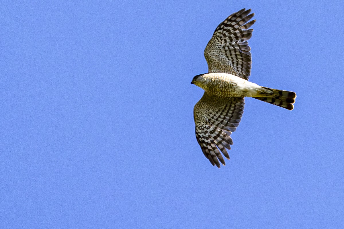 Sharp-shinned Hawk - ML620668783