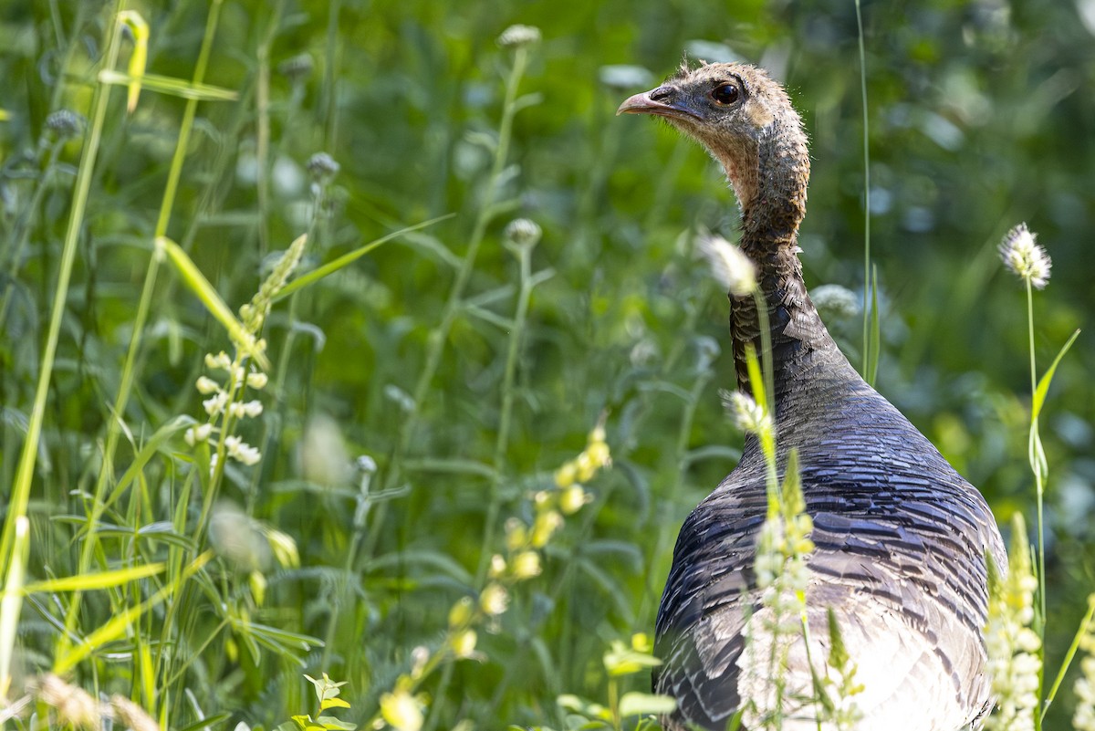 Guajolote Gallipavo - ML620668784