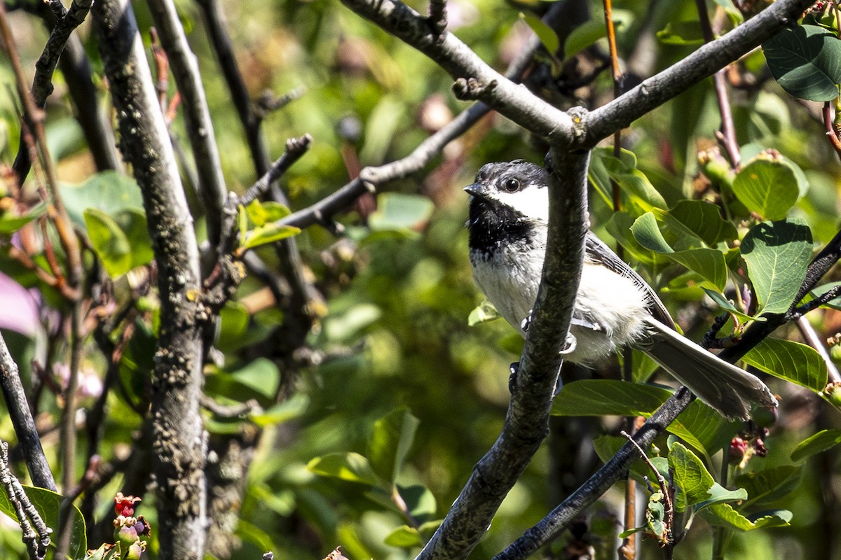 Mésange à tête noire - ML620668786