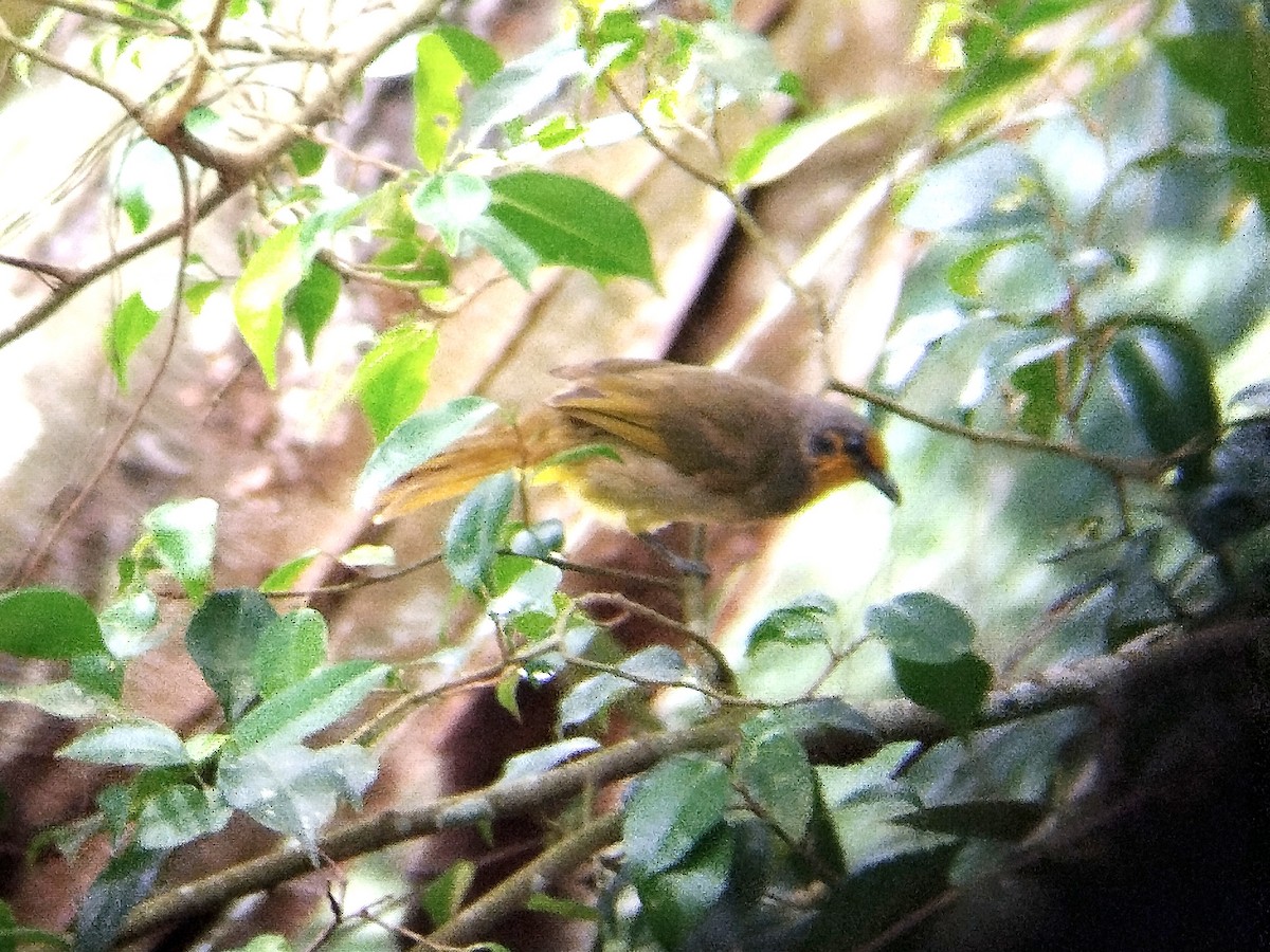 Stripe-throated Bulbul - Lars Mannzen