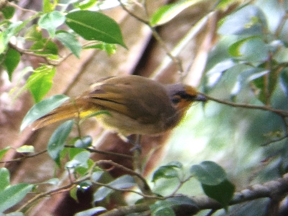 Stripe-throated Bulbul - ML620668792