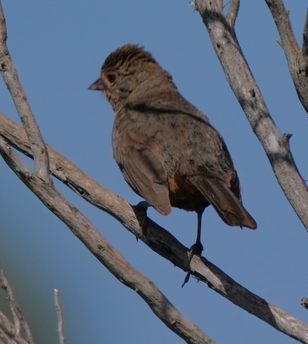 California Towhee - Richard Block