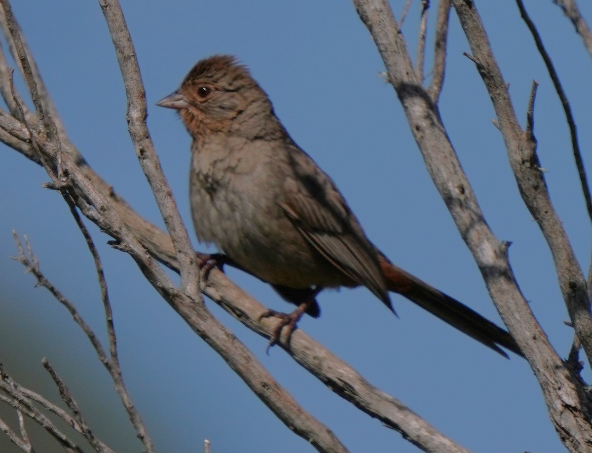 California Towhee - ML620668795