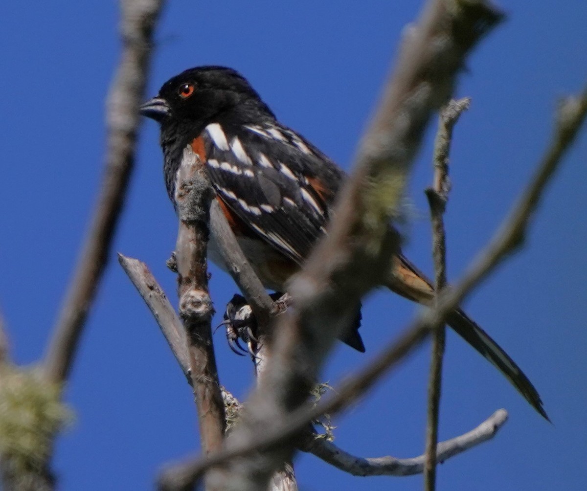 Spotted Towhee - ML620668798