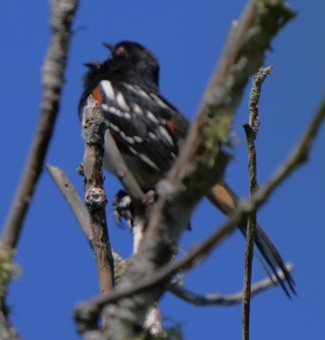 Spotted Towhee - ML620668799