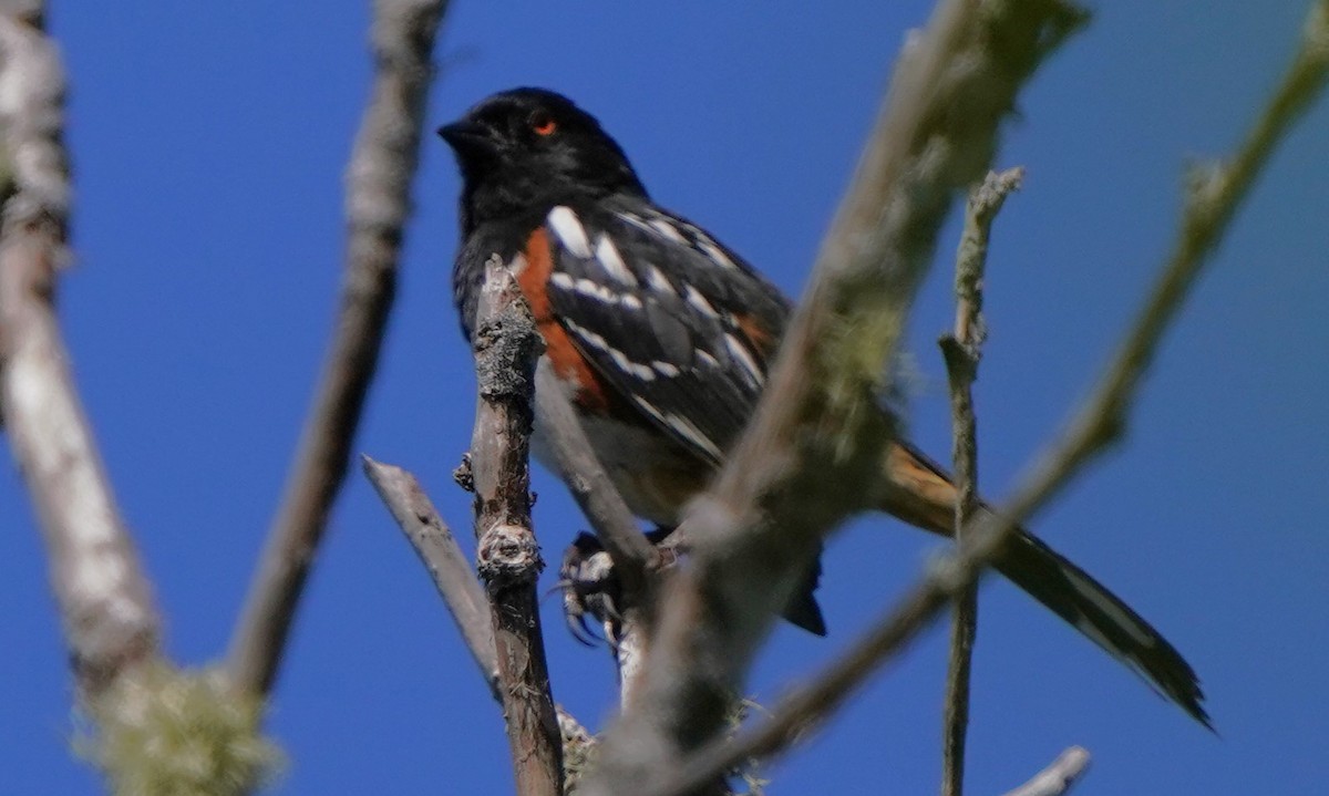 Spotted Towhee - ML620668800