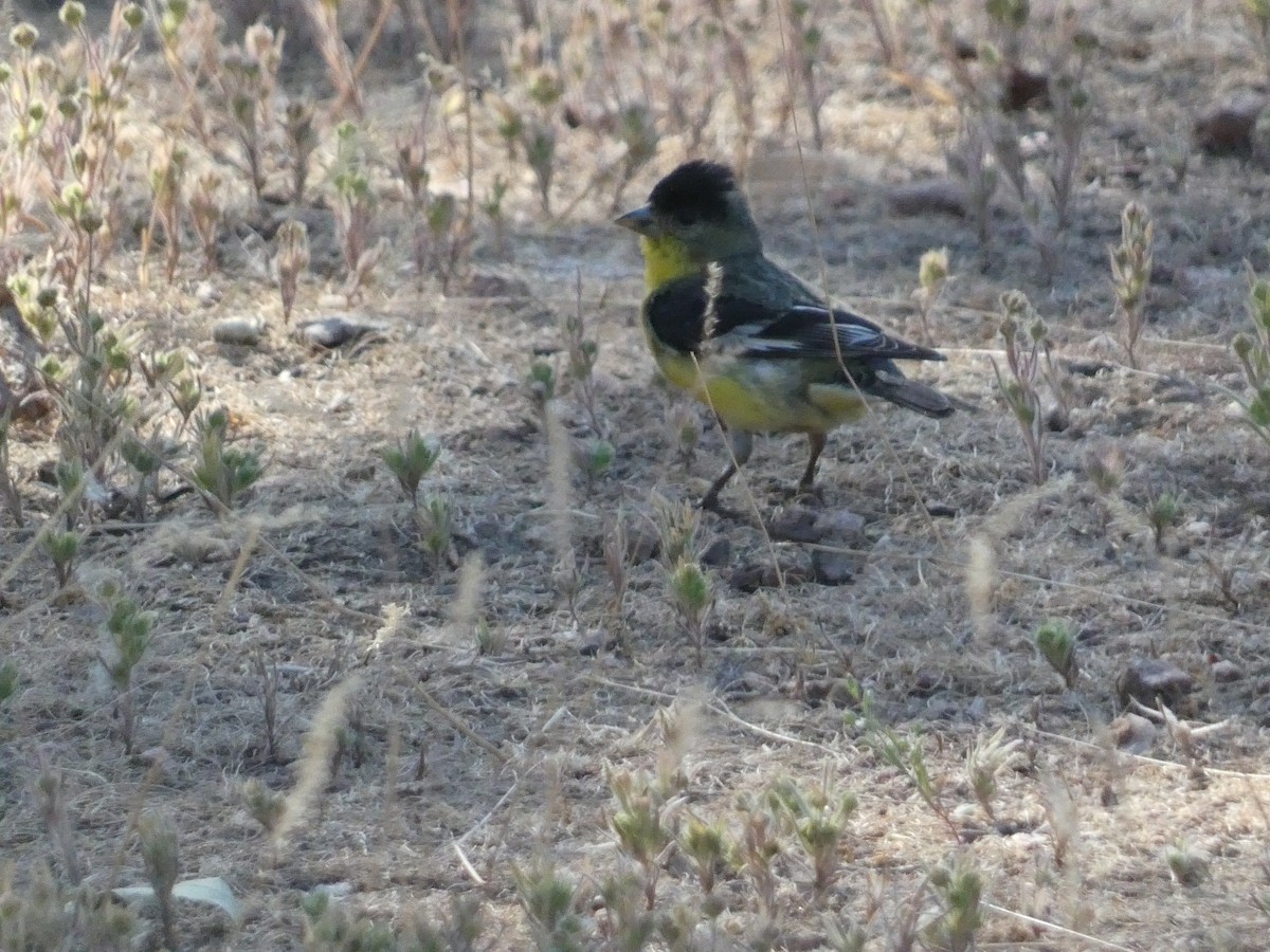 Lesser Goldfinch - ML620668802