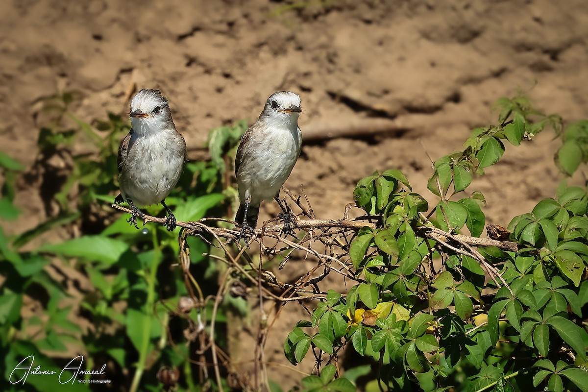 White-headed Marsh Tyrant - ML620668808