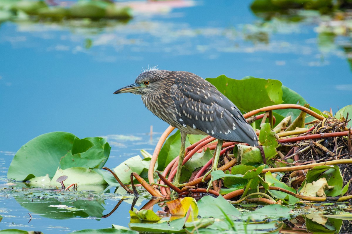 Black-crowned Night Heron - ML620668809