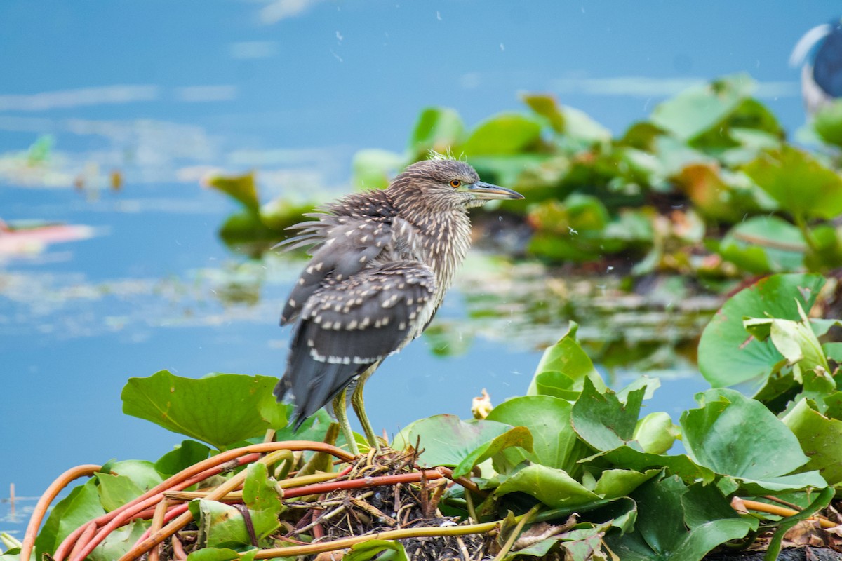 Black-crowned Night Heron - ML620668810