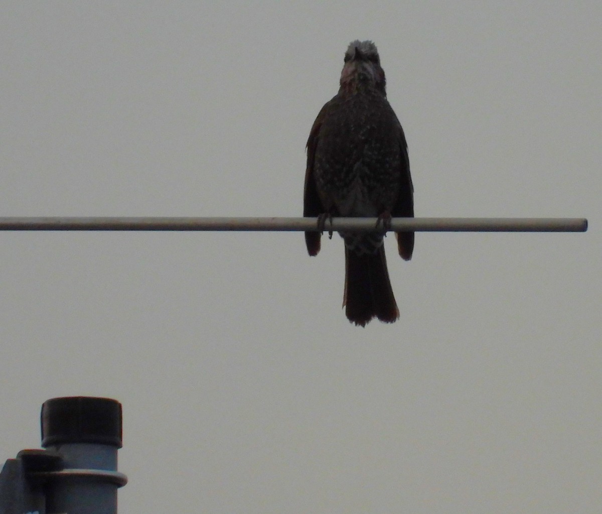 Bulbul Orejipardo - ML620668815