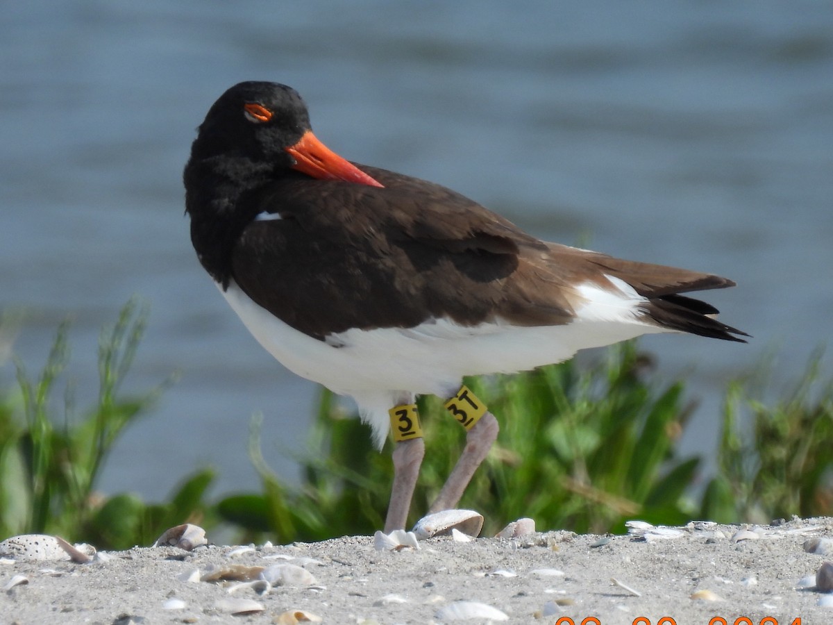 American Oystercatcher - ML620668829