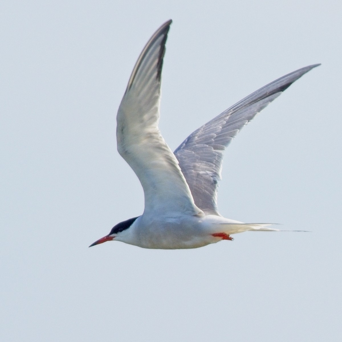 Common Tern - ML620668831