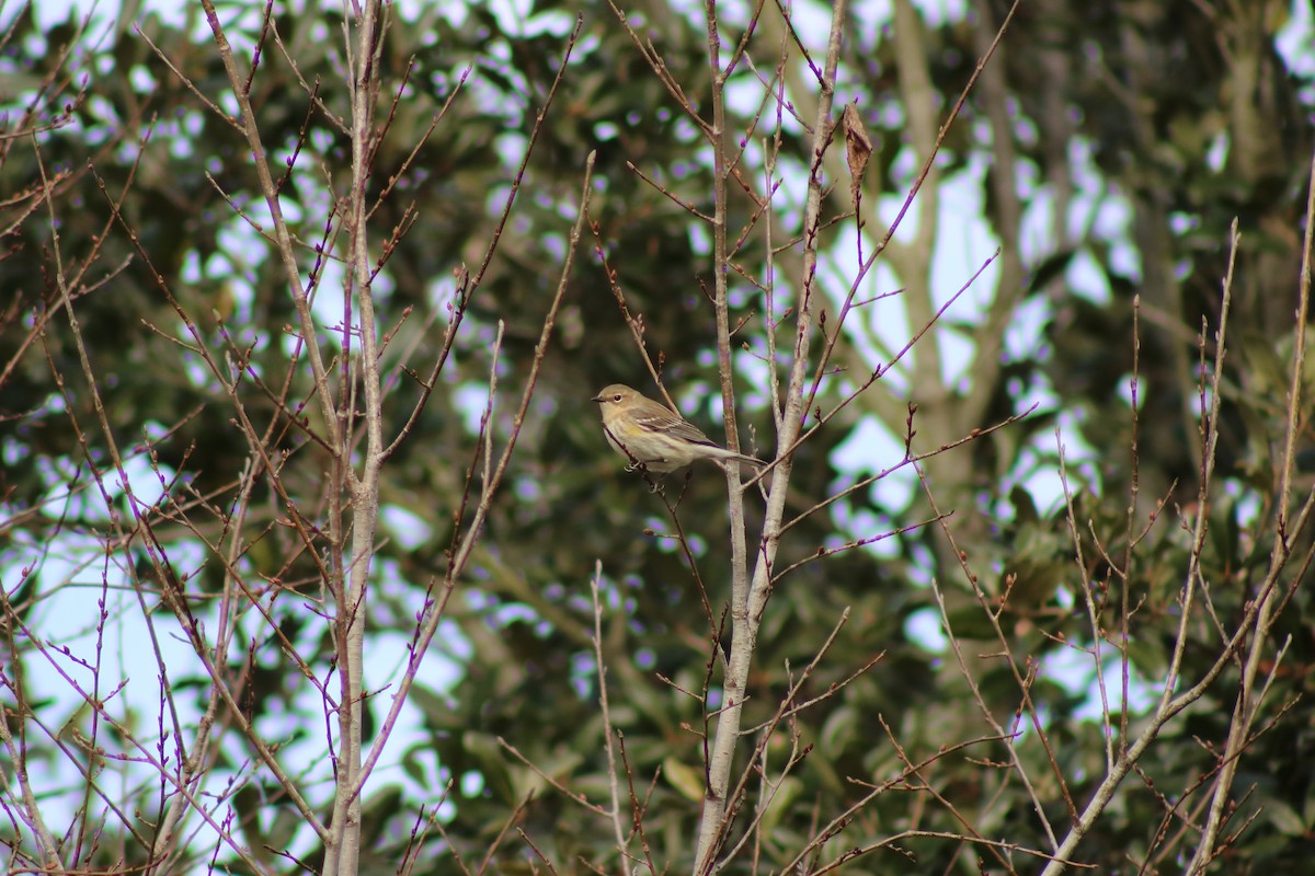 Yellow-rumped Warbler - ML620668832