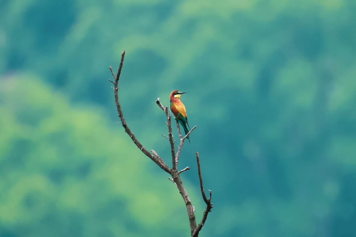 European Bee-eater - ML620668836