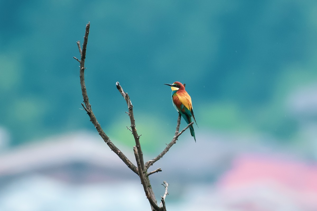 European Bee-eater - ML620668837