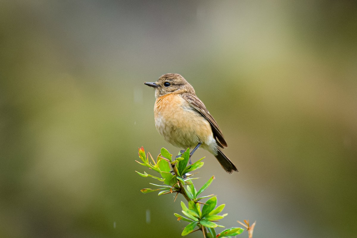 Siberian Stonechat - ML620668838