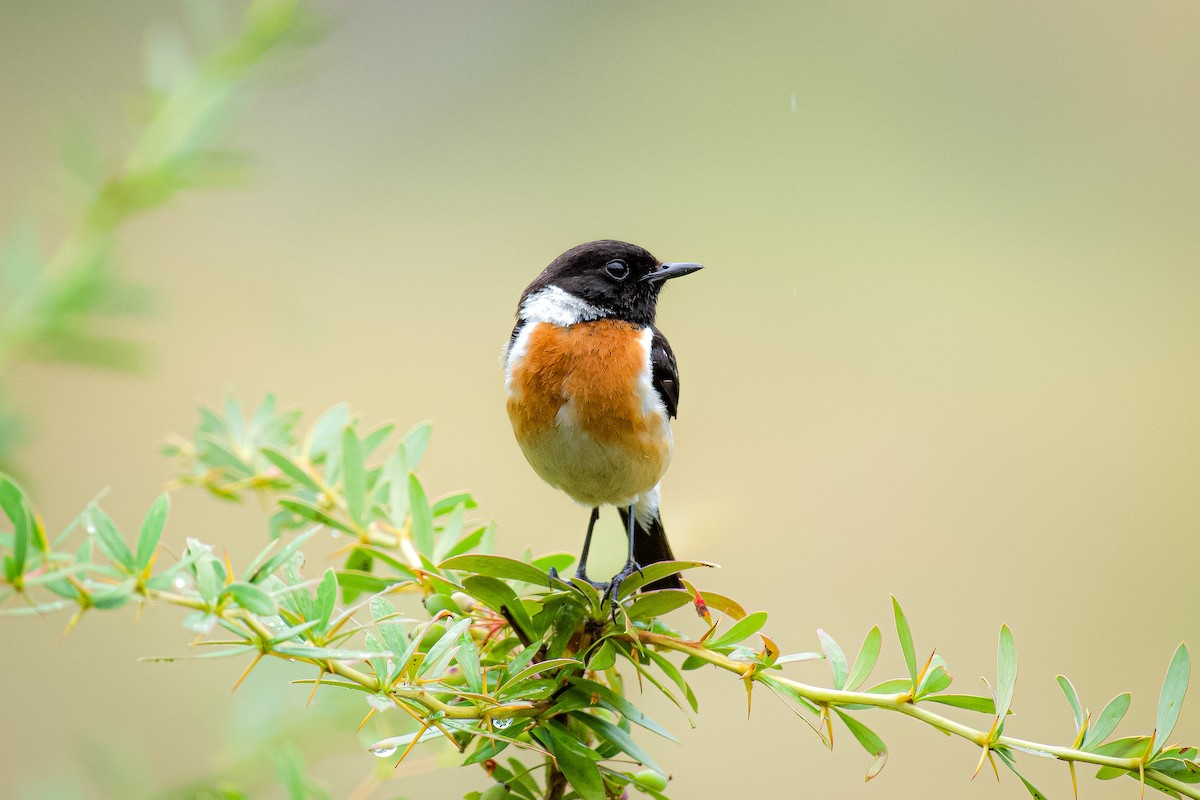 Siberian Stonechat - ML620668839