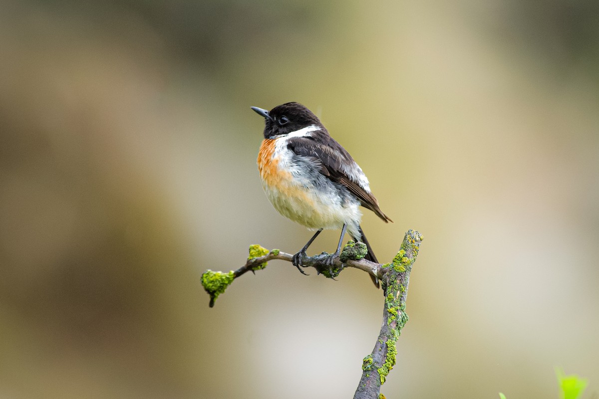 Siberian Stonechat - ML620668840