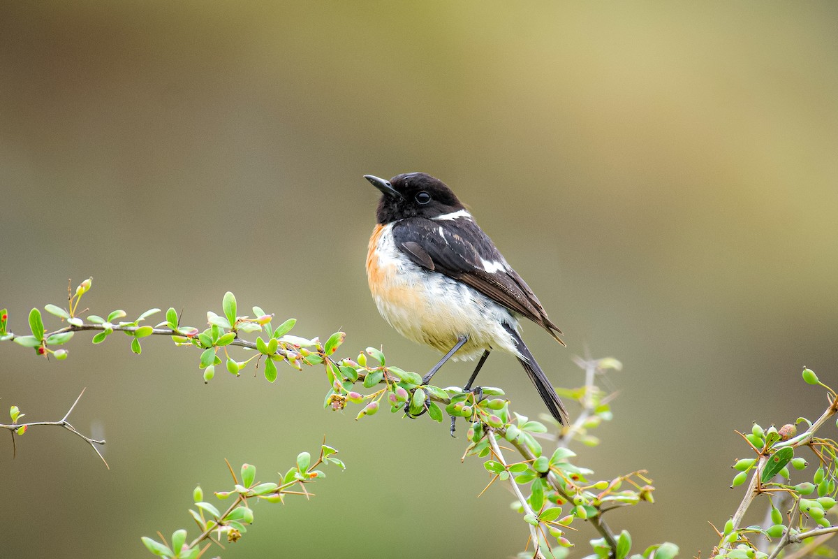 Siberian Stonechat - ML620668841