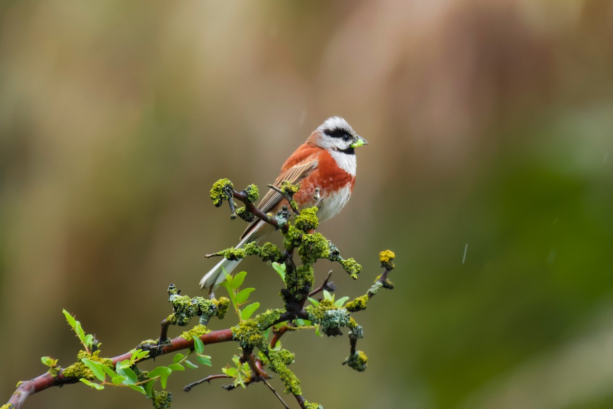 White-capped Bunting - Ansar Ahmad Bhat