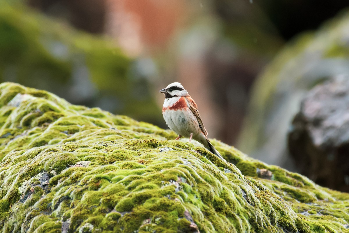 White-capped Bunting - ML620668845