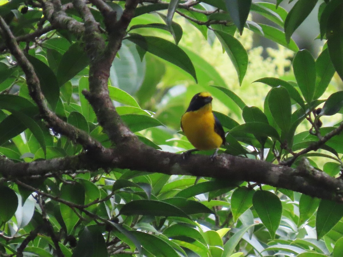 Yellow-throated Euphonia - Jeff  Witters