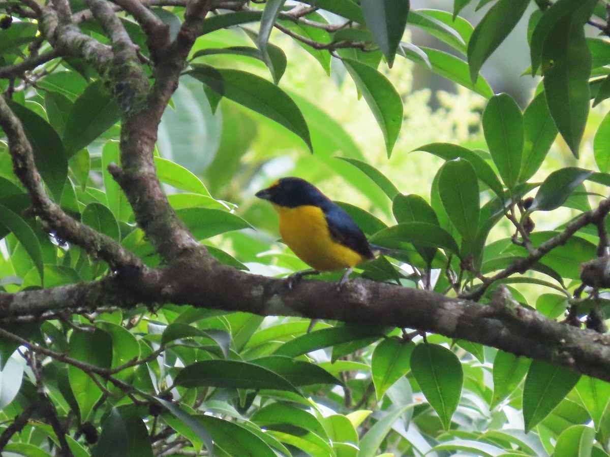 Yellow-throated Euphonia - ML620668847