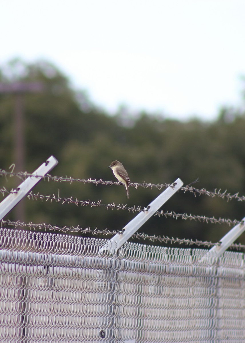 Eastern Phoebe - ML620668848