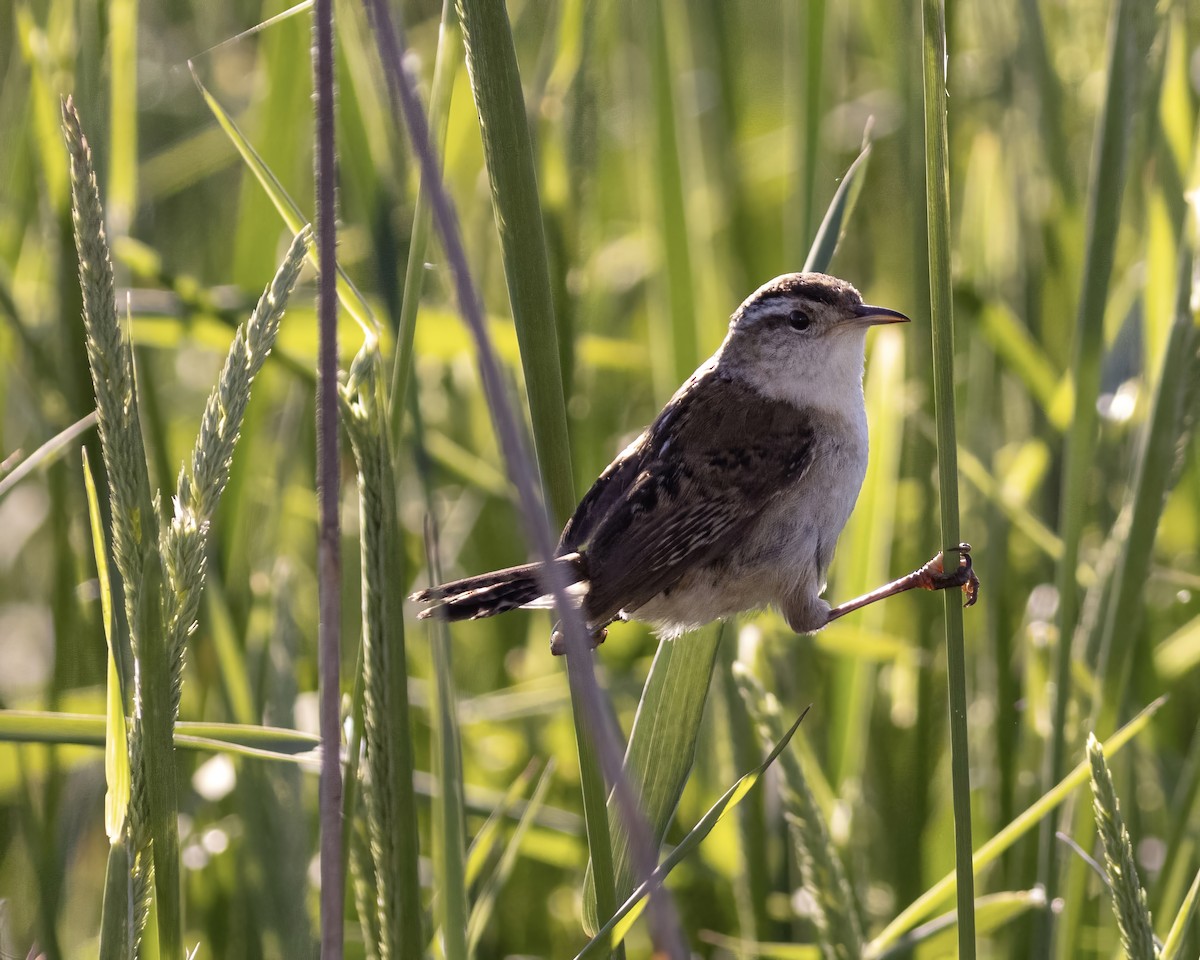 Marsh Wren - ML620668850