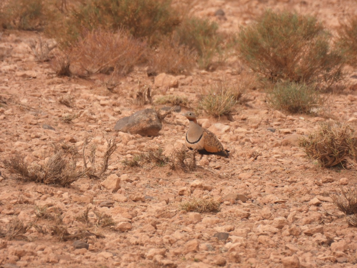 Black-bellied Sandgrouse - ML620668855