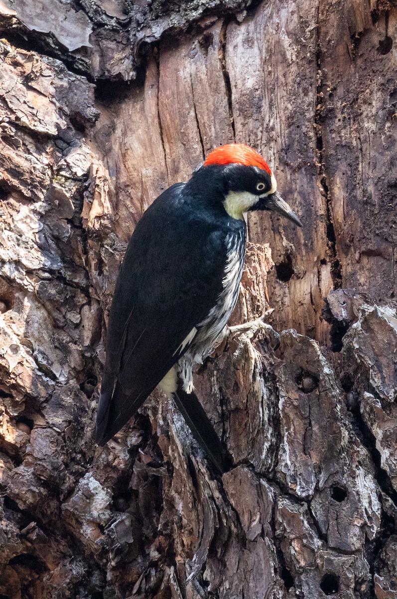 Acorn Woodpecker - ML620668856