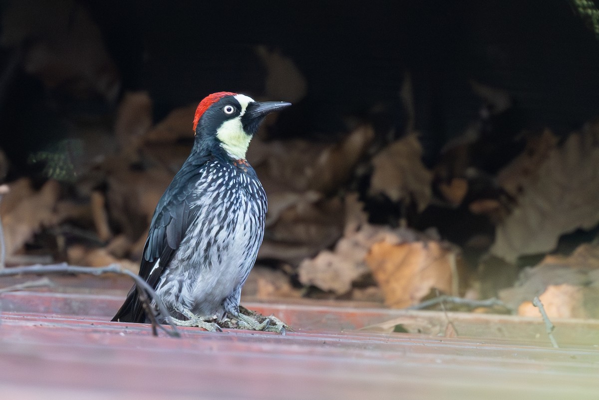 Acorn Woodpecker - ML620668857