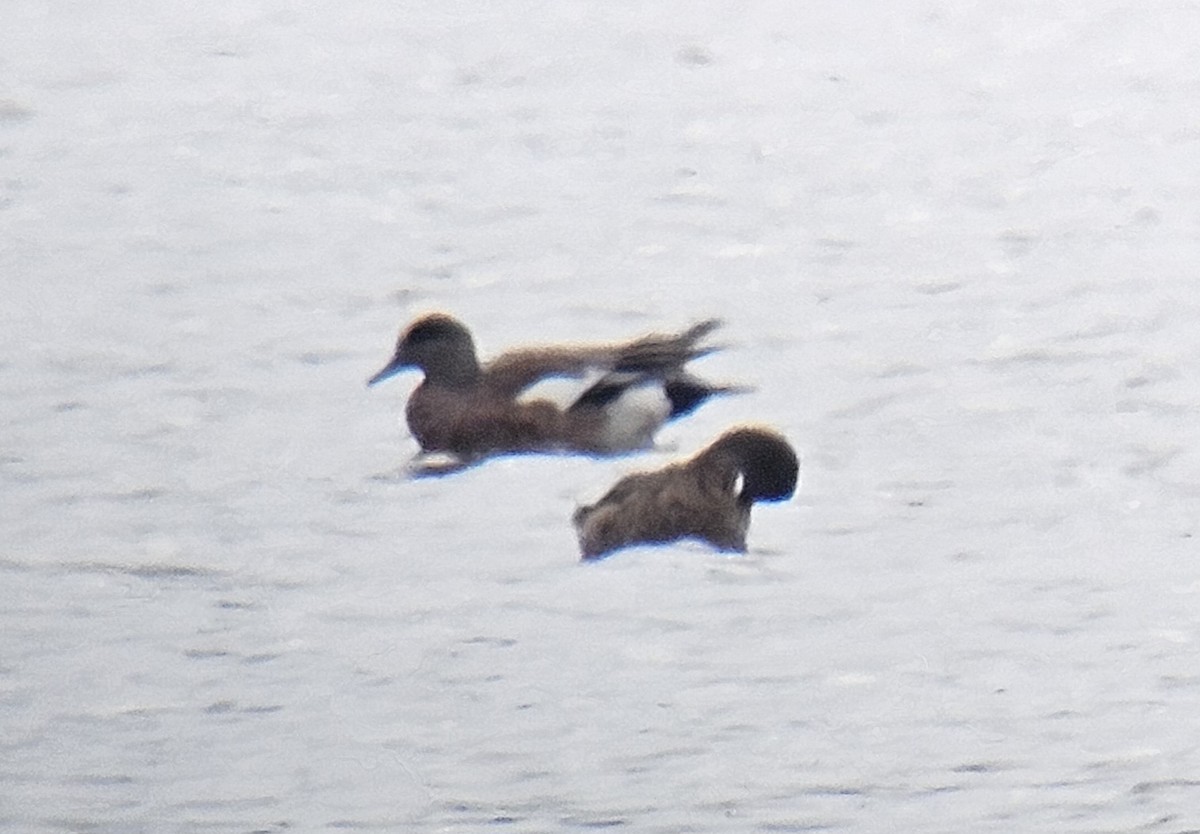 American Wigeon - ML620668859